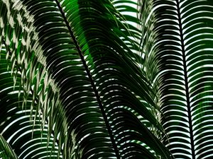 Preview wallpaper palm tree, leaves, shadows, plant, nature