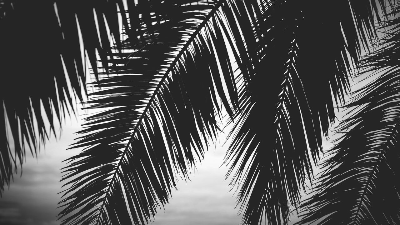 Wallpaper palm tree, leaves, silhouettes, black and white, dark hd ...