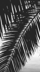 Preview wallpaper palm tree, leaves, silhouettes, black and white, dark