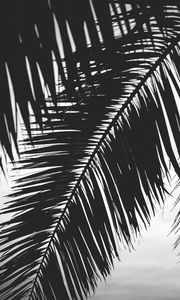 Preview wallpaper palm tree, leaves, silhouettes, black and white, dark