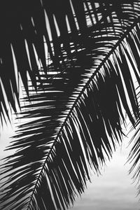 Preview wallpaper palm tree, leaves, silhouettes, black and white, dark