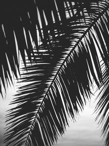 Preview wallpaper palm tree, leaves, silhouettes, black and white, dark