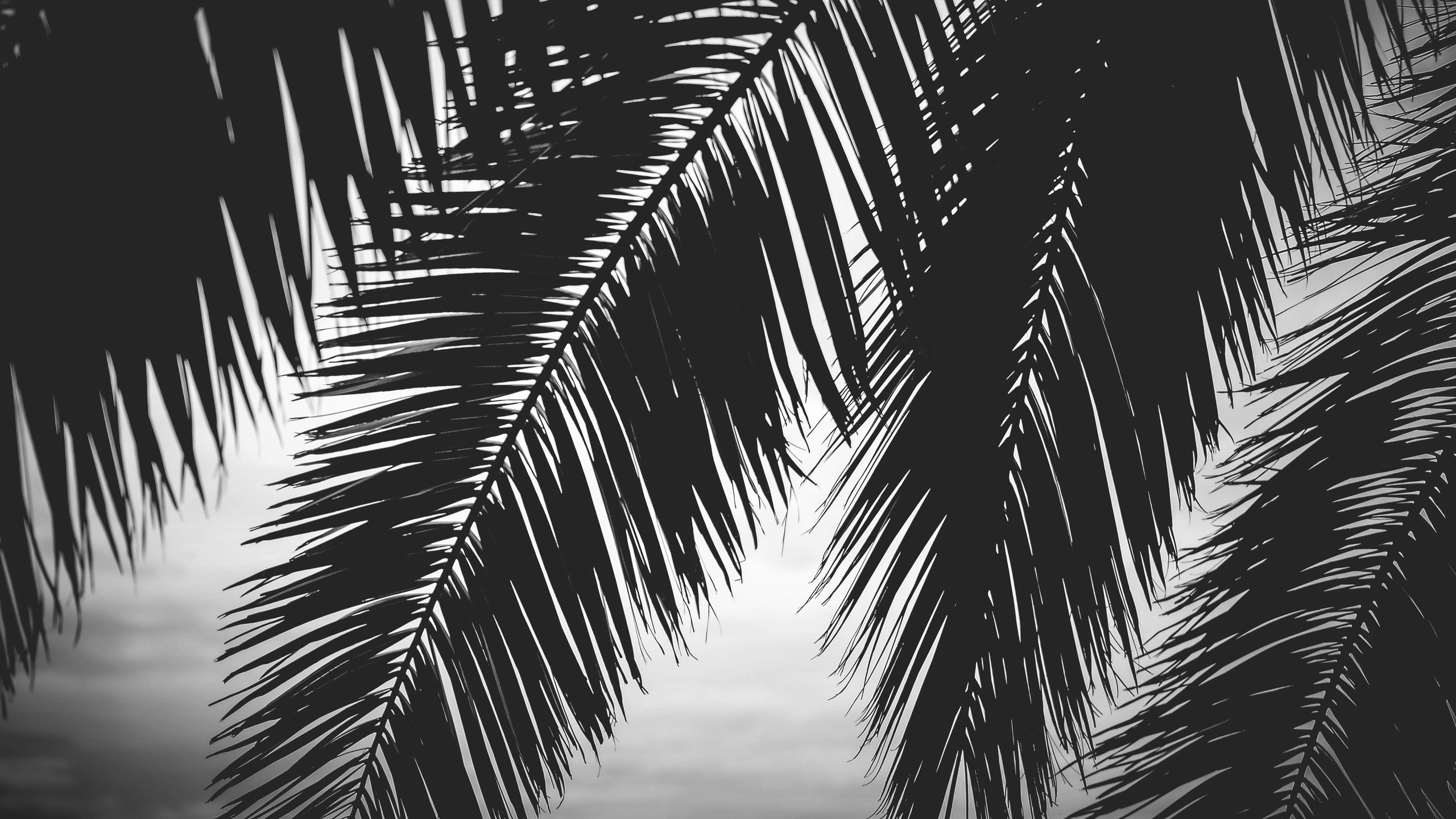 Download wallpaper 2560x1440 palm tree, leaves, silhouettes, black and ...
