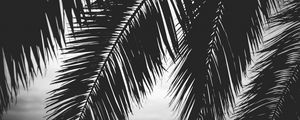 Preview wallpaper palm tree, leaves, silhouettes, black and white, dark