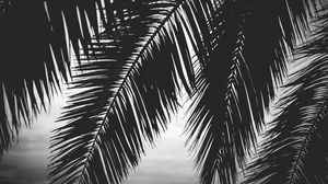 Preview wallpaper palm tree, leaves, silhouettes, black and white, dark