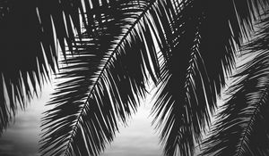 Preview wallpaper palm tree, leaves, silhouettes, black and white, dark