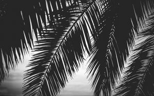Preview wallpaper palm tree, leaves, silhouettes, black and white, dark