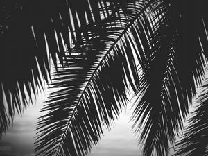 Preview wallpaper palm tree, leaves, silhouettes, black and white, dark