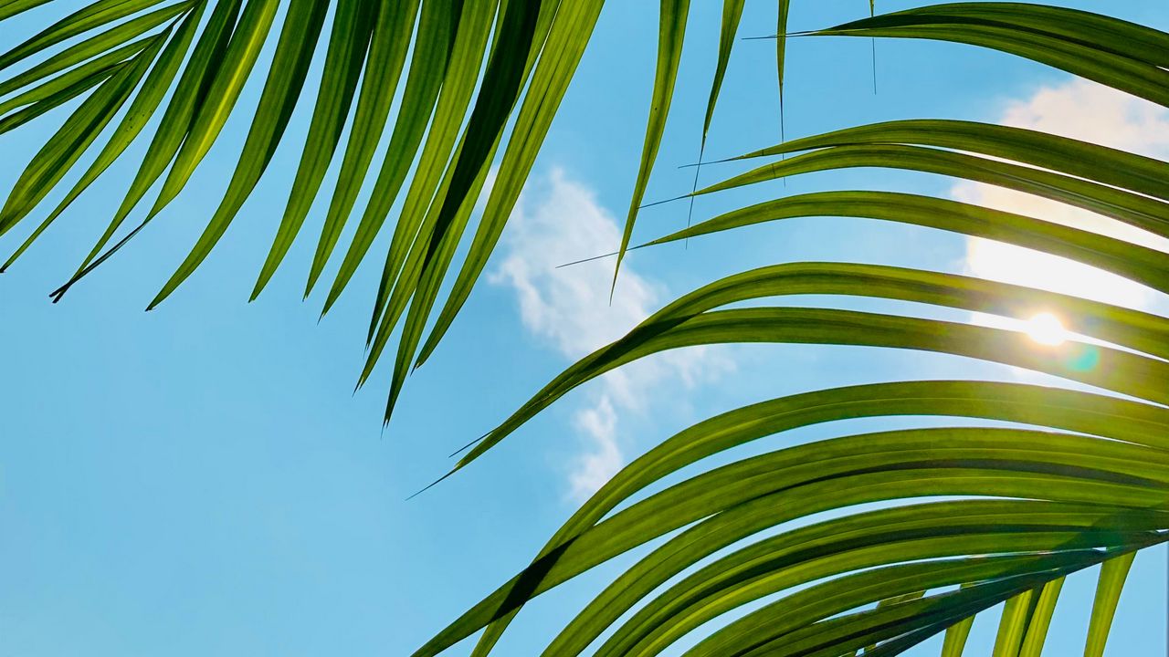 Wallpaper palm tree, leaves, sky, clouds