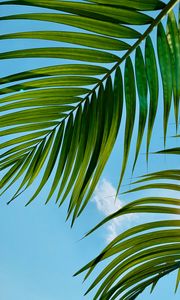 Preview wallpaper palm tree, leaves, sky, clouds