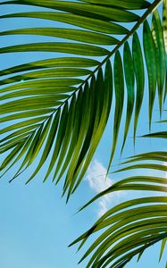 Preview wallpaper palm tree, leaves, sky, clouds