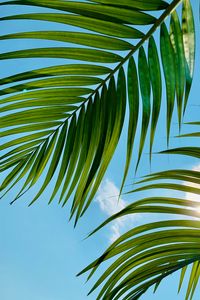 Preview wallpaper palm tree, leaves, sky, clouds