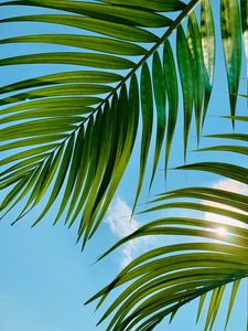 Preview wallpaper palm tree, leaves, sky, clouds