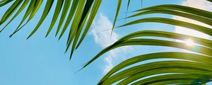 Preview wallpaper palm tree, leaves, sky, clouds