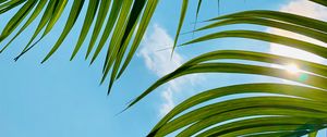 Preview wallpaper palm tree, leaves, sky, clouds