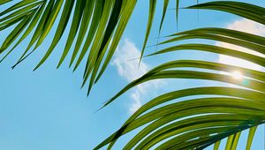 Preview wallpaper palm tree, leaves, sky, clouds