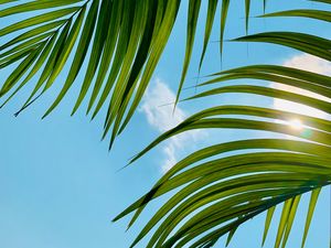 Preview wallpaper palm tree, leaves, sky, clouds