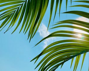 Preview wallpaper palm tree, leaves, sky, clouds