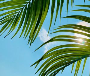 Preview wallpaper palm tree, leaves, sky, clouds