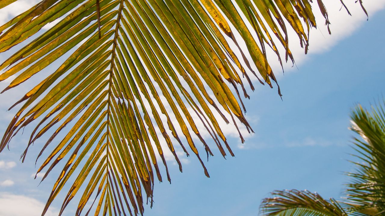 Wallpaper palm tree, leaves, sky, tropics