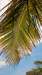 Preview wallpaper palm tree, leaves, sky, tropics