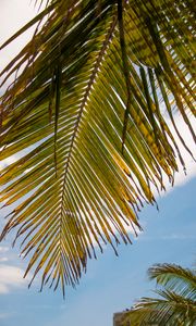 Preview wallpaper palm tree, leaves, sky, tropics