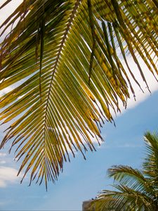 Preview wallpaper palm tree, leaves, sky, tropics