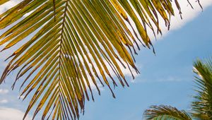 Preview wallpaper palm tree, leaves, sky, tropics