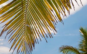 Preview wallpaper palm tree, leaves, sky, tropics