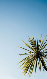 Preview wallpaper palm tree, leaves, sky, nature