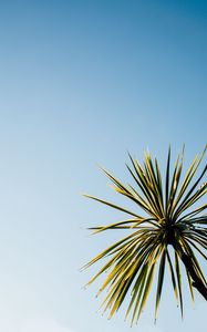 Preview wallpaper palm tree, leaves, sky, nature