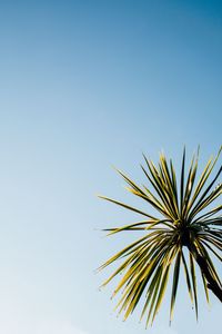 Preview wallpaper palm tree, leaves, sky, nature