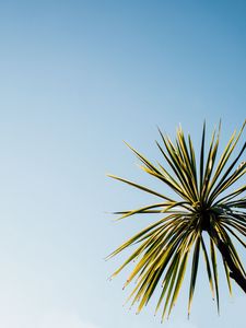 Preview wallpaper palm tree, leaves, sky, nature