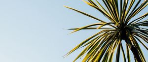 Preview wallpaper palm tree, leaves, sky, nature