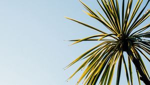 Preview wallpaper palm tree, leaves, sky, nature