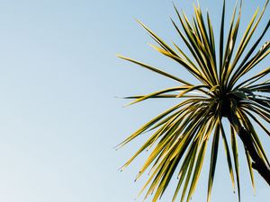 Preview wallpaper palm tree, leaves, sky, nature