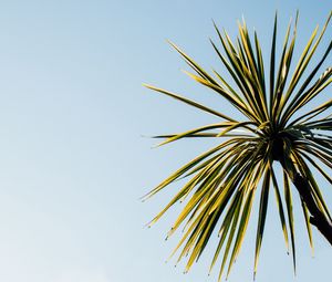 Preview wallpaper palm tree, leaves, sky, nature