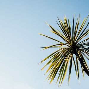 Preview wallpaper palm tree, leaves, sky, nature