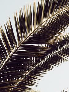 Preview wallpaper palm tree, leaves, tropics