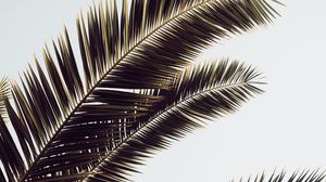 Preview wallpaper palm tree, leaves, tropics