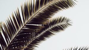 Preview wallpaper palm tree, leaves, tropics