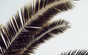 Preview wallpaper palm tree, leaves, tropics