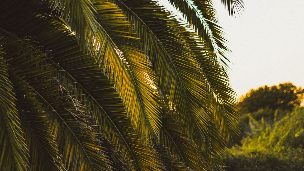 Wallpaper palm tree, leaves, tropics, green