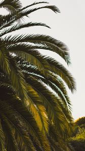 Preview wallpaper palm tree, leaves, tropics, green