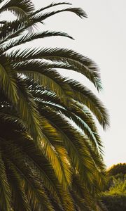 Preview wallpaper palm tree, leaves, tropics, green