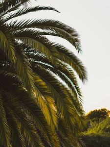 Preview wallpaper palm tree, leaves, tropics, green