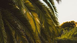 Preview wallpaper palm tree, leaves, tropics, green