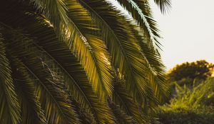 Preview wallpaper palm tree, leaves, tropics, green