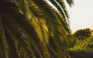 Preview wallpaper palm tree, leaves, tropics, green