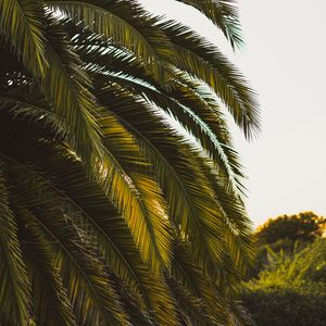 Preview wallpaper palm tree, leaves, tropics, green